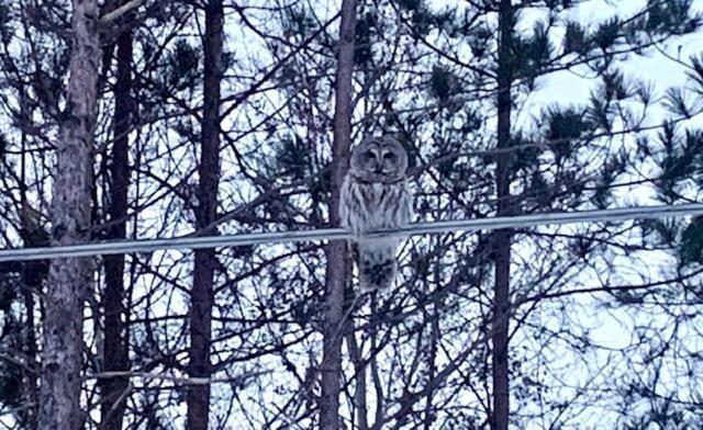 Life'S A Hoot Villa Au Gres Luaran gambar